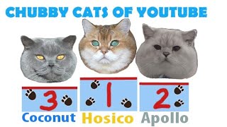 Cutest Chubby Cats Of YouTube  Competition [upl. by Yedok722]