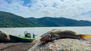 PESCARIA DE JUNDIÁ NO MEIO DA ILHA DE FLORIANÓPOLIS SIMMM [upl. by Dikmen548]