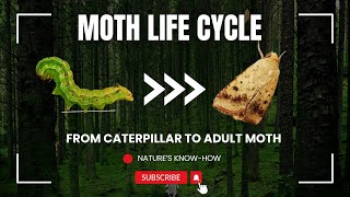 Life Cycle of a Moth Transformation of a Caterpillar into a Moth Metamorphosis of Noctuidae Moth [upl. by Auqinimod]