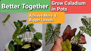 Caladiums in Pots Guide  More amp Bigger Leaves for Longer [upl. by Aemat]