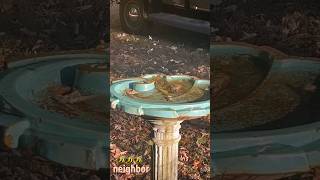 Honey bees having a drink at my “bee bar”🐝 during the NE drought honeybee bees wholesome cute [upl. by Yraht]