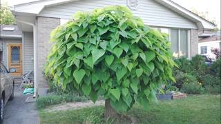 Time Lapse Catalpa Tree Shot each day in May 2014 [upl. by Kceb]