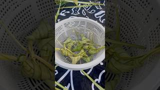 Ketupat Palas  Part 2  ASMR Cooking asmr asmrcooking cookingshow shorts ketupat fyp [upl. by Travax]