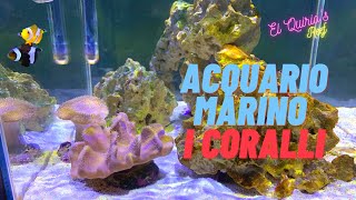 12 Come allestire un acquario marino  Parte 7  I primi coralli [upl. by Neened560]