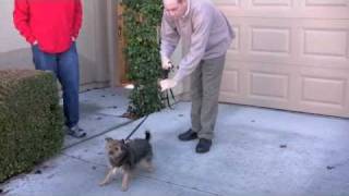 Correcting Dog Aggression [upl. by Dorena]