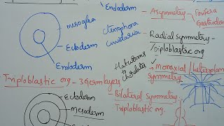 Mastering the Science of Animal Symmetry Radial symmetry [upl. by Alburga]