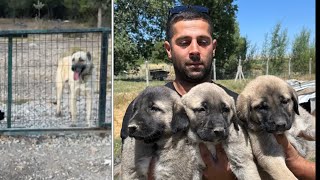 TURKISH PURE KANGAL DOGS KANGAL EXPORTING International [upl. by Oilenroc]