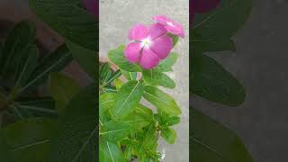 Noyontara🌸🌸 nature flowers garden viralvideo foryou viralshorts [upl. by Ivah]