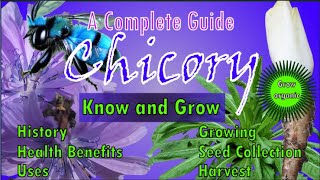 Chicory  Cichorium intybus Health Benefits Uses  History  Growing  Harvest [upl. by Hnoj441]