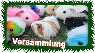 Die Meerschweinchen Versammlung  Die Meeries [upl. by Adnoral785]