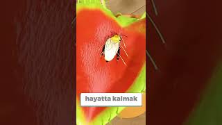 Sinək kapanı bitkisi fruit beautifulbee beautiful bee nature egg cat ciftlik [upl. by Stephani]