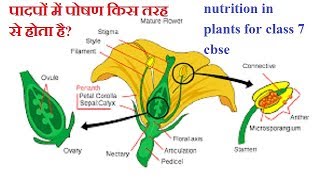 podapo me poshan class 7 hindi पादपों में पोषण क्लास 7 हिंदी में [upl. by Corri]