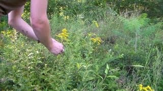 Foraging Edible Plants  Gathering Golden Rod for Apothecary  Wild Food [upl. by Aelanej280]