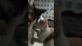 Cat Love 😻 ytshorts catshortskitten fun youtubecatcatlover [upl. by Hennie705]