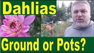 Dahlias in Pots or the Ground  Which has better results [upl. by Chilson]