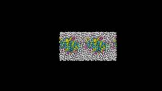 MD simulation of a DPPC bilayer cholesterol and water [upl. by Helen]