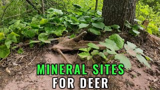 Mineral Sites For Deer [upl. by Nileuqcaj]