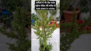 jade plant care tips in winter।shorts youtubeshorts jadeplantcaretips viralshorts viralvideo [upl. by Brodeur]