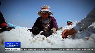 Egypt increases cotton planting area by 23 [upl. by Jarrow]