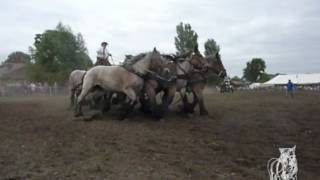 Trekpaarden De Brabander [upl. by Crispin]