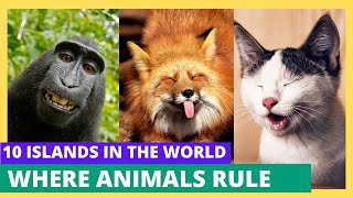 Top 10 Islands In The World Where Animals Rule [upl. by Godbeare]