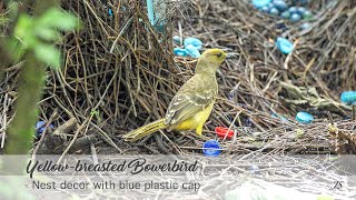 Yellowbreasted Bowerbird  Nest decor with blue plastic cap [upl. by Arytas378]