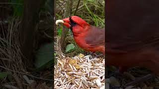 Northern Cardinal  Red Cardinal  Bird Aviary [upl. by Lyj]