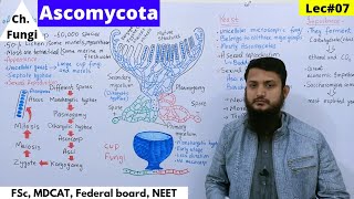 Ascomycota  Ascomycota life cycle  Reproduction in Fungi  Lec07  part 1 bio [upl. by Aronel338]