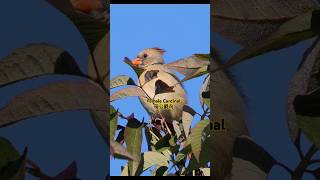 Beautiful female cardinal bird singing 美丽的母公爵鸟清晨歌唱 birds cardinalbird [upl. by Bertsche266]