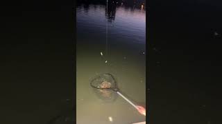 Night Urban Fishing At City Park In Denver Colorado A Fun Place To Fish fishing shorts world [upl. by Yrohcaz354]