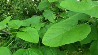 ID That Tree Northern Catalpa [upl. by Xad]