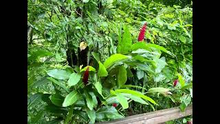 Trafalgar Falls Dominica 🇩🇲 [upl. by Strang]