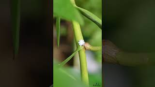 A tiny white insect that crawls and looks like the Nymph of plant hopper or Mealybug cute insect [upl. by Keeler]