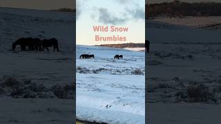 Wild Brumbies nsw brumbies snow [upl. by Mokas]