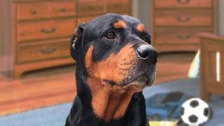 Funny Rottweiler Compilation NEW [upl. by Tsiuqram]