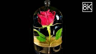 Rose Sealed Time Lapse  200 Days  NO FLIES [upl. by Gilchrist]