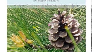 พืชเมล็ดเปลือย Gymnosperm [upl. by Mariquilla]