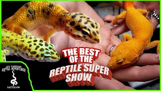 THE BEST LEOPARD GECKOS AT THE POMONA REPTILE SUPER SHOW [upl. by Nylyram]