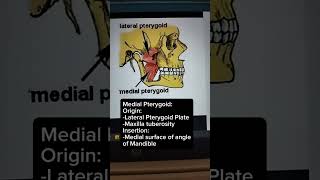 Muscles of Mastication in less than 60 seconds song grossanatomy bonesday crackingbonesmandible [upl. by Kreit]