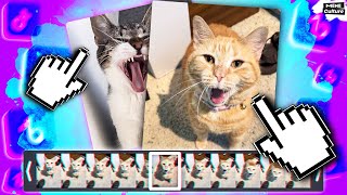 Cat Singing Cat yawn meme [upl. by Haroppizt768]