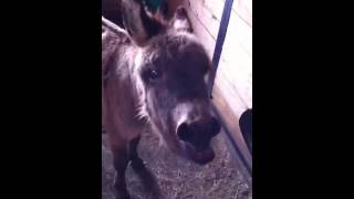 Mini Donkey braying  Franklins Good Morning greeting [upl. by Dagmar]