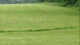 Darius the DalmatianAMAZING lure coursing run [upl. by Aba]