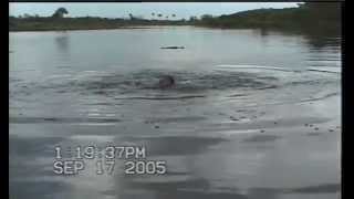 Deepwater Alligator encounters amp freestyle handling [upl. by Carder772]