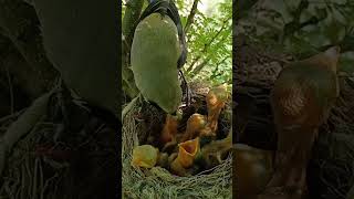 long tailed shrike bird babies P 7 shortsvideo ytshortsviral [upl. by Sillyrama]