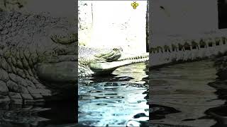 Indian Gharial vs False Gharial  Discover with Sabi [upl. by Raleigh]