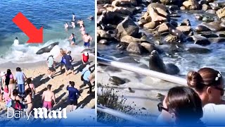 Shocking moment sea lion charges at beachgoers in San Diego [upl. by Adnylg]