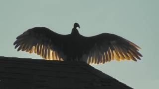 Tennessee Buzzard Turkey Vulture [upl. by Clint]