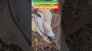 Drenching pneumonia shortsfeed shorts veterinarymedicine [upl. by Naihtniroc]