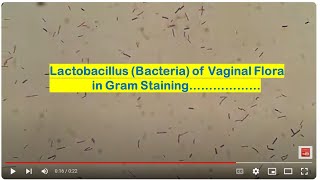 Lactobacillus of Vaginal Flora [upl. by Cornelie]