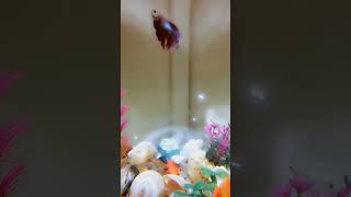 fishbowl bettafishlove fish fishvideo bettausa fishtank [upl. by Turne]